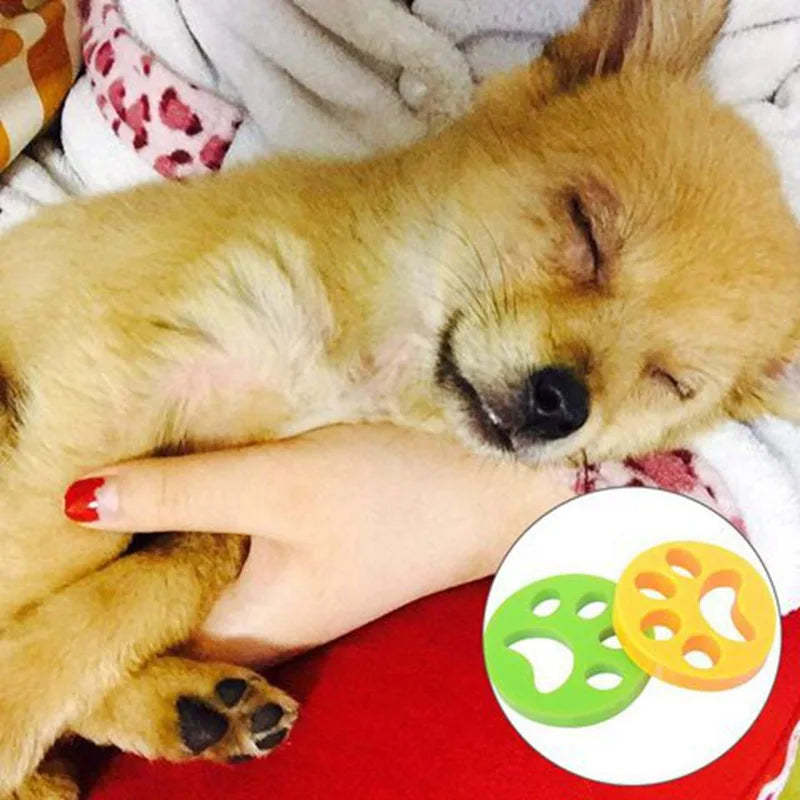 Small dog sleeping on a person's arm with a close-up of two chew toys in the corner.